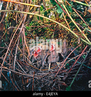 Quatre poussins de Blongios nain (Ixobrychus minutus) dans le nid dans une attitude de défense nationale Banque D'Images