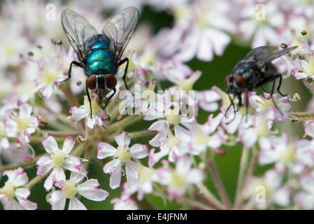 Bouteille verte voler sur un cow parsley fleur dans une prairie de Cumbrie Banque D'Images