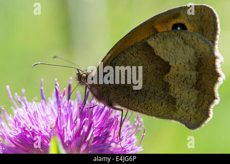 Profil d'un petit papillon Heath se nourrissent d'une fleur de trèfle rouge dans une prairie de Cumbrie sur une journée ensoleillée. Banque D'Images