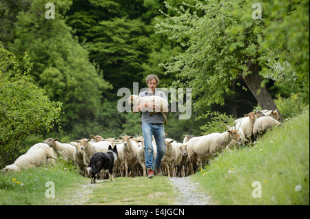 Berger avec un troupeau de moutons qui le suivent, portant un agneau blessé. Banque D'Images