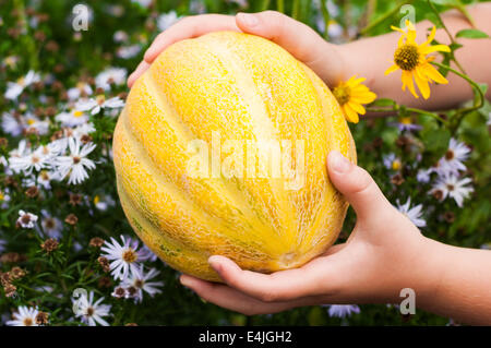 Melon mûr dans les mains des enfants Banque D'Images