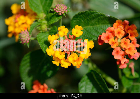 Beau Drap d'or fleur (Lantana camara) au Thai jardin fleuri Banque D'Images