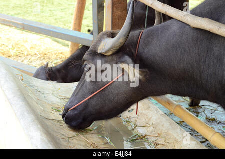 L'eau de style thaïlandais, Thai house buffalo buffalo farm Banque D'Images