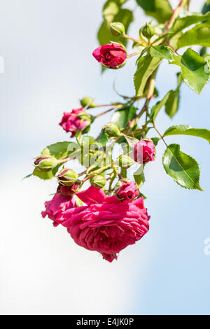 Rose Rose sur fond de ciel bleu Banque D'Images