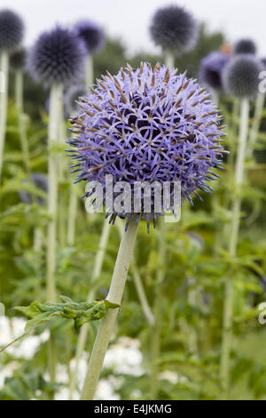 Trachycarpus fortunei 'Taplow Blue' fleurs Banque D'Images