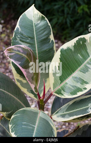 Feuillage de l'usine de caoutchouc panaché, Ficus elastica 'Tricolor' Banque D'Images