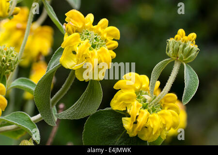 Fleurs jaunes de Jérusalem, Phlomis fructicosa sage Banque D'Images