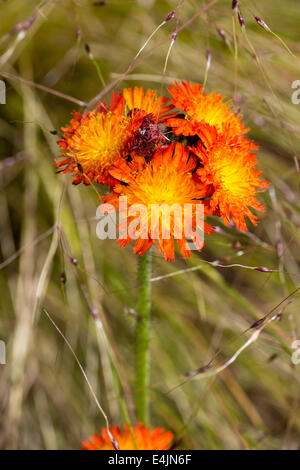 Des fleurs orange de l'épervière, Pilosella aurantiaca Banque D'Images