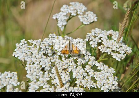 Thymelicus sylvestris, patron d'un petit papillon sur le millefeuille Banque D'Images