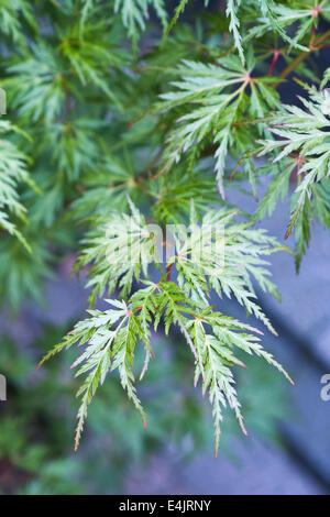 L'érable du Japon, Acer palmatum 'Seiryu', de la groupe dissectum, juin et juillet couleur des feuilles Banque D'Images