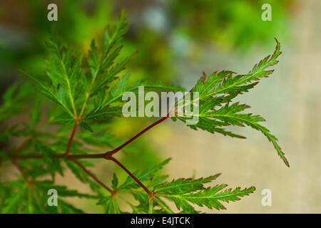 L'érable du Japon, Acer palmatum 'Seiryu', de la groupe dissectum, juin et juillet couleur des feuilles et de la tige Banque D'Images