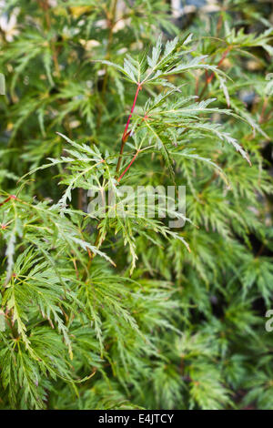 L'érable du Japon, Acer palmatum 'Seiryu', de la groupe dissectum, juin et juillet couleur des feuilles Banque D'Images