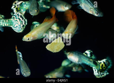 Guppy Poecilia reticulata, Poeciliidae, Amérique du Sud Banque D'Images