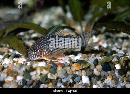 Sterba's Catfish Cory Corydoras sterbai, Callichthyidae, Amérique du Sud Banque D'Images