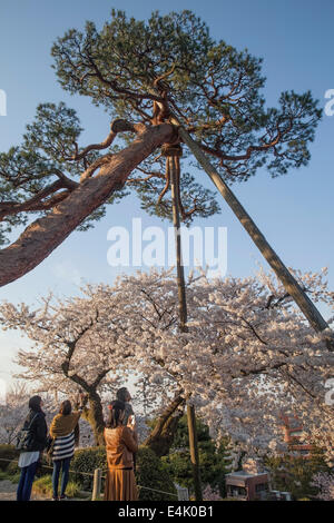 Arbre généalogique pins anciens dans le jardin Kenrokuen soutenu par de grands poteaux, Kanazawa, Japon Banque D'Images