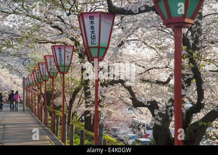 Un couple en train de marcher au-delà de la ligne de lanternes et de cerisiers en fleur pleine près de Parc Kenrokuen et le Château de Kanazawa au début même Banque D'Images