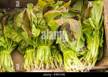 Des paquets de feuilles de moutarde fraîchement récoltées sur l'affichage sur le marché Banque D'Images