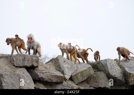 Groupe d'espèces de babouins hamadryas Simia Banque D'Images