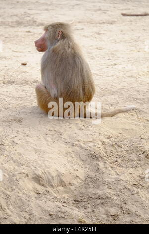 Groupe d'espèces de babouins hamadryas Simia Banque D'Images