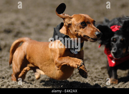 Vancouver, Canada. Le 13 juillet, 2014. Baxter s'exécute à la ligne d'arrivée lors de la course annuelle de chiens de Wiener à Hastings Race Course à Vancouver, Canada, le 13 juillet 2014. Plus de 70 teckels étaient en cours d'exécution à la ligne d'arrivée. © Sergei Bachlakov/Xinhua/Alamy Live News Banque D'Images