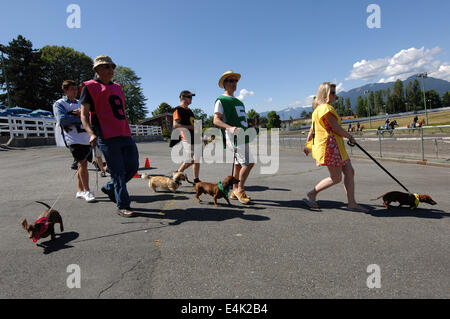 Vancouver, Canada. Le 13 juillet, 2014. Teckels et leurs propriétaires à pied vers la ligne de départ de la course annuelle de chiens de Wiener à Hastings Race Course à Vancouver, Canada, le 13 juillet 2014. Plus de 70 teckels étaient en cours d'exécution à la ligne d'arrivée. © Sergei Bachlakov/Xinhua/Alamy Live News Banque D'Images