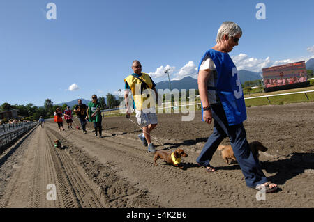 Vancouver, Canada. Le 13 juillet, 2014. Teckels et leurs propriétaires à pied vers la ligne de départ de la course annuelle de chiens de Wiener à Hastings Race Course à Vancouver, Canada, le 13 juillet 2014. Plus de 70 teckels étaient en cours d'exécution à la ligne d'arrivée. © Sergei Bachlakov/Xinhua/Alamy Live News Banque D'Images