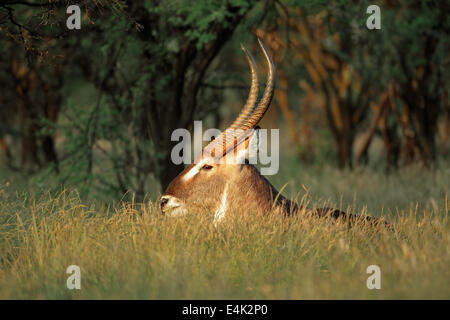 Grand cobe bull (Kobus ellipsiprymnus) reposant dans l'herbe, Afrique du Sud Banque D'Images