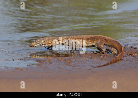 Moniteur du Nil (Varanus niloticus) marcher dans l'eau peu profonde, Afrique du Sud Banque D'Images