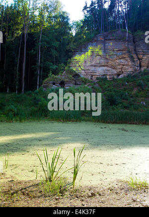 Lemna, nature, fleurs, plantes (CTK Photo/Marketa Hofmanova) Banque D'Images
