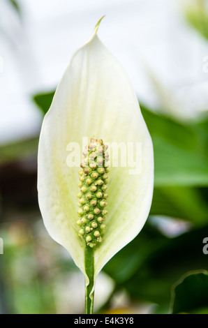 Spathiphyllum une paix ou fleur de lys en fleur Banque D'Images