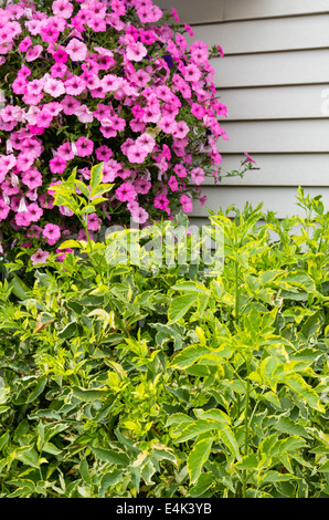 Un panier accrochant rose fleurs de pétunia sur la paroi d'un immeuble Banque D'Images