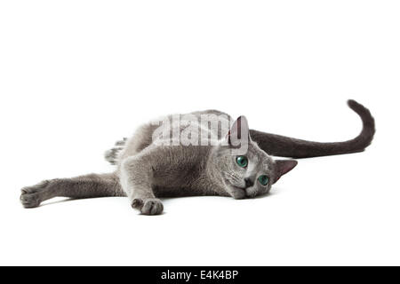 Chat bleu russe sur blanc . Banque D'Images