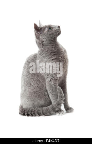 Chat bleu russe sur blanc . Banque D'Images