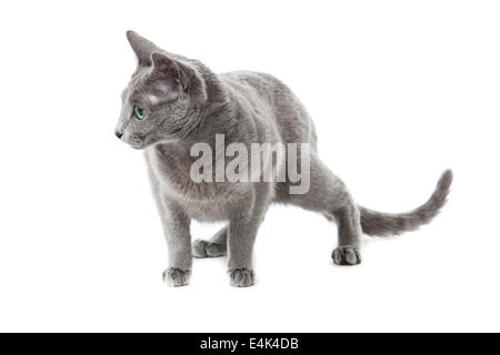 Chat bleu russe sur blanc . Banque D'Images