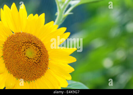 Beaux tournesols Banque D'Images