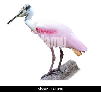 Roseate Spoonbill (Platalea ajaja) Banque D'Images