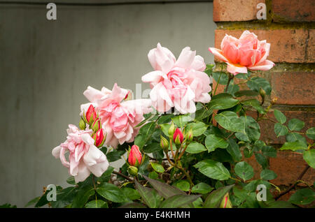 Grappe de roses Albertin montrant les bourgeons et fleurs ouvertes Banque D'Images