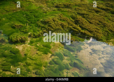 Fond du Lac sharp avec alge Banque D'Images