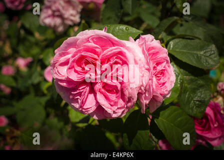 Rosa Gertrude Jekyll dans un jardin à la française Banque D'Images