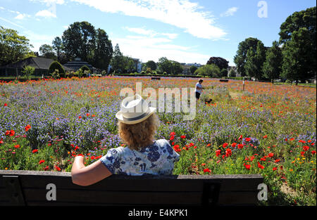 Brighton, Sussex, UK. 14 juillet, 2014. Les gens profiter du bain de l'été et the Wild Flower Meadow à Brighton Preston Park qui a été planté sur d'anciens terrains de boules, pour aider à encourager les insectes et les animaux Crédit : Simon Dack/Alamy Live News Banque D'Images