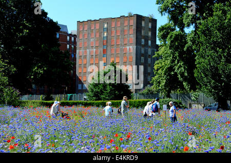 Brighton, Sussex, UK. 14 juillet, 2014. Les gens profiter du bain de l'été et the Wild Flower Meadow à Brighton Preston Park qui a été planté sur d'anciens terrains de boules, pour aider à encourager les insectes et les animaux en contraste total un bloc de bureaux vides dans la ville à l'abandon est Crédit : Simon Dack/Alamy Live News Banque D'Images