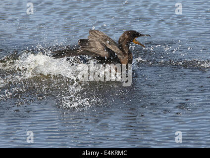 Double-crested Cormorant (Phalacrocorax auritus) l'atterrissage sur l'eau Banque D'Images