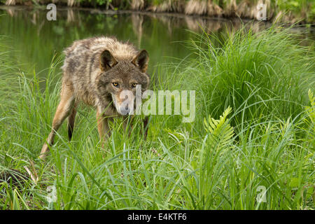 Un adulte le coyote (Canis latrans) fixe à travers les hautes herbes, Minnesota Connexion La faune, Minnesota, USA. Banque D'Images