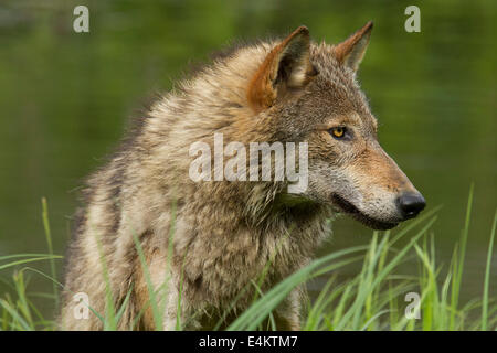 Un adulte le coyote (Canis latrans) à l'écart dans l'herbe haute, la faune, la connexion du Minnesota Minnesota, USA. Banque D'Images