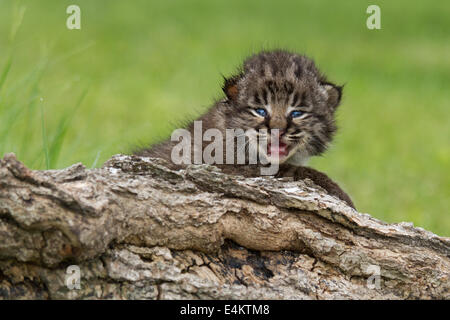 Un Lynx chaton à la recherche sur le haut d'un log, Minnesota, Minesota, connexion de la faune des États-Unis. Banque D'Images