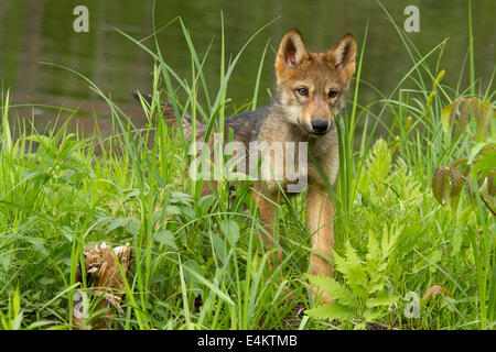 Un chiot coyote (Canis latrans) regarde à travers les hautes herbes, Minnesota Connexion La faune, Minnesota, USA. Banque D'Images