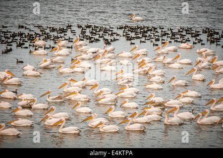 Un troupeau de Grand Pélican blanc (Pelecanus onocrotalus) dans l'eau, photographié dans la vallée de hulla, Israël Banque D'Images