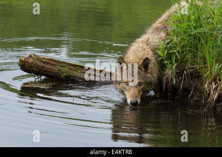 Un adulte le coyote (Canis latrans) l'eau potable à un étang et insistants, Minnesota Wildlife Connection, Minnesota, USA. Banque D'Images