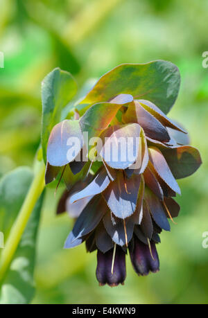 - Honeywort Cerinthe major purpurascens forme pourpre Banque D'Images