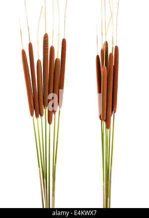 Les roseaux isolé sur fond blanc Banque D'Images